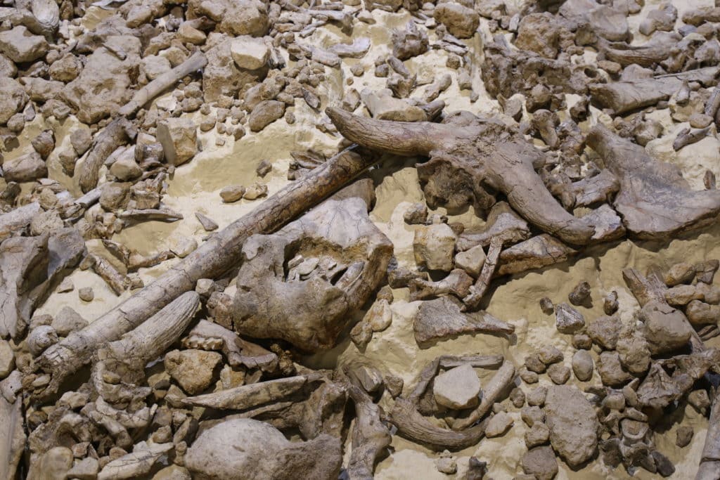 Museo nazionale del Paleolitico di Isernia